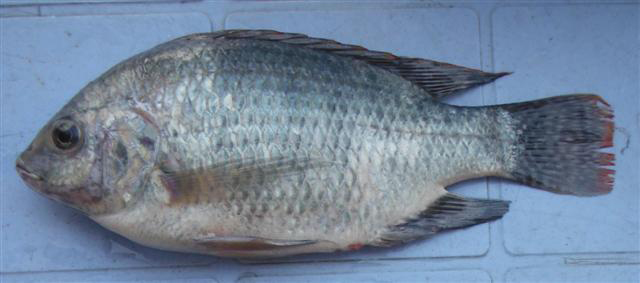 Oreochromis rukwaensis