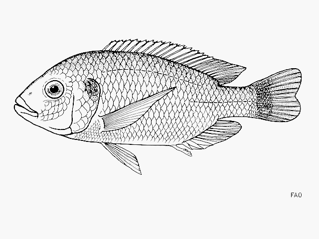 Oreochromis squamipinnis