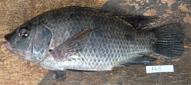 Oreochromis urolepis