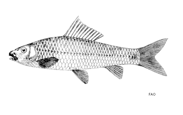 Osteochilus brachynotopteroides