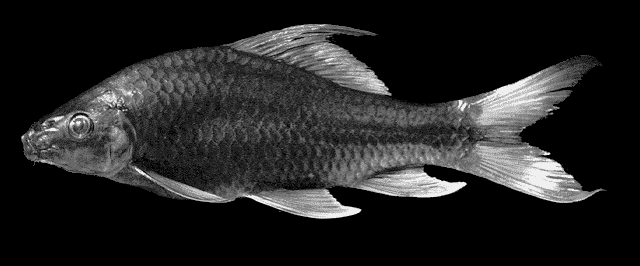 Osteochilus enneaporos