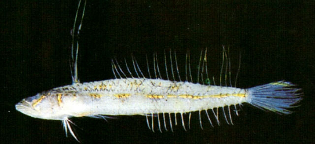 Osopsaron formosensis