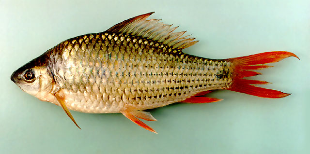 Osteochilus vittatus