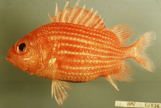 Ostichthys hypsipterygion