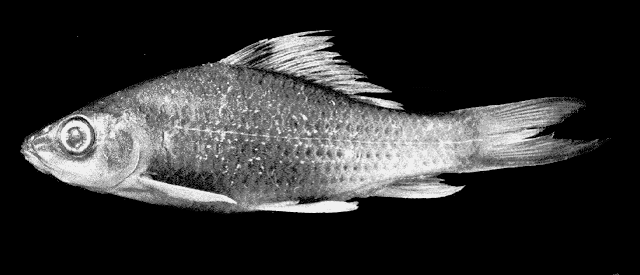 Osteochilus intermedius