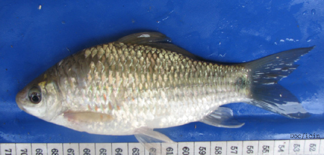 Osteochilus kappenii