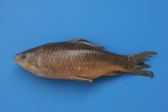 Osteochilus melanopleura