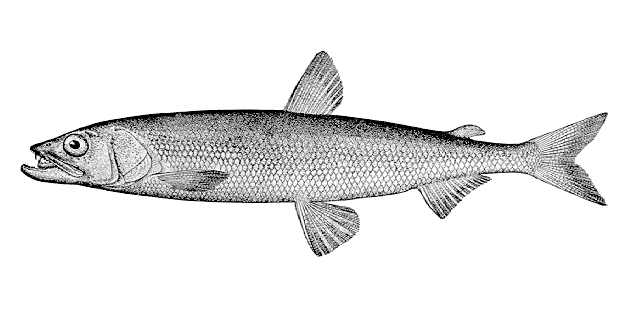 Osmerus dentex