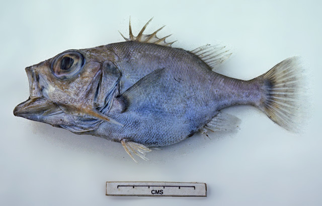 Ostracoberyx paxtoni