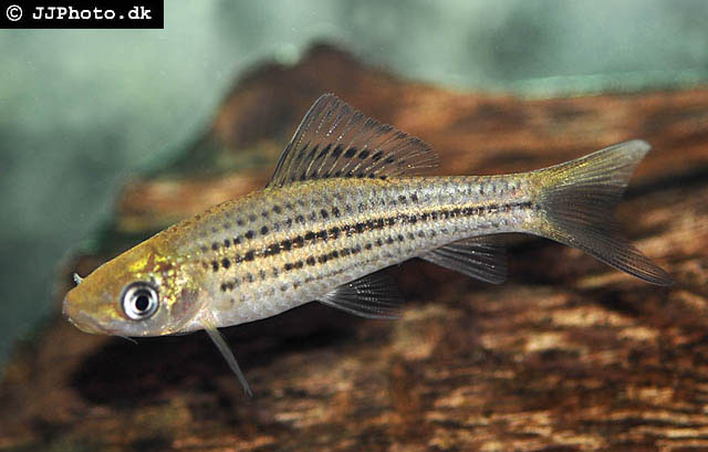 Osteochilus pentalineatus