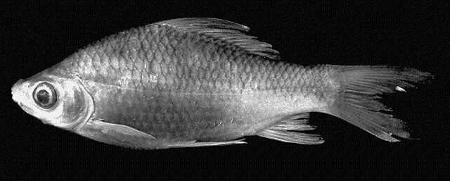 Osteochilus schlegelii