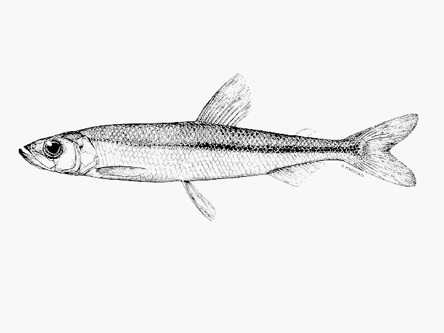 Osmerus spectrum