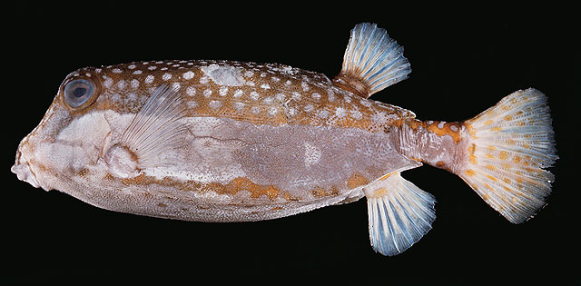 Ostracion whitleyi