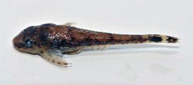 Otothyris lophophanes