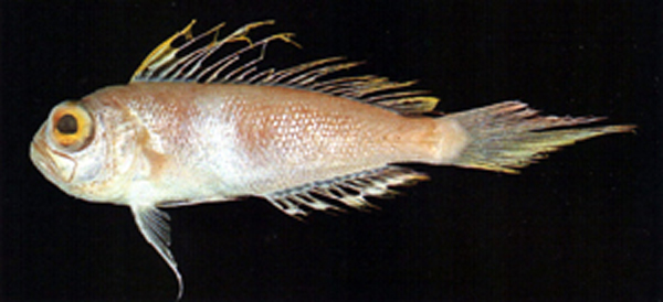 Owstonia tosaensis