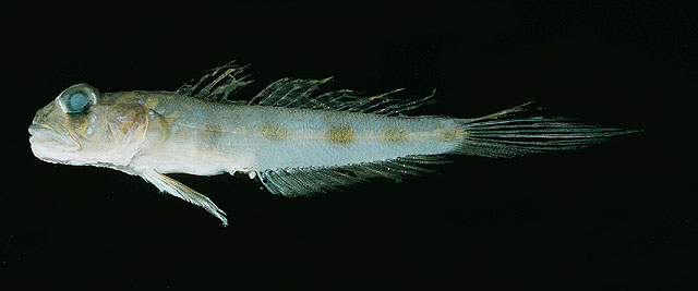 Oxyurichthys heisei