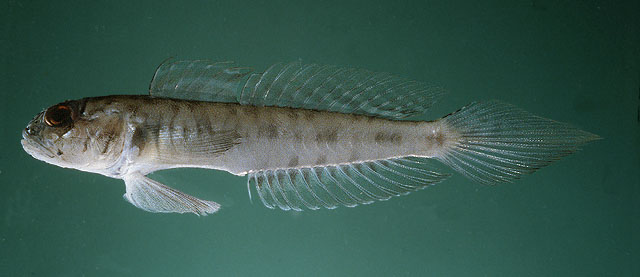 Oxyurichthys lonchotus