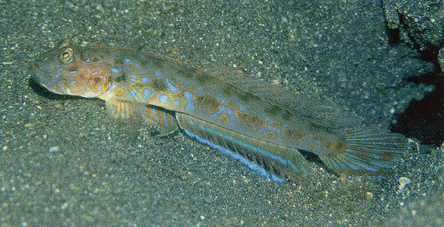 Oxyurichthys notonema