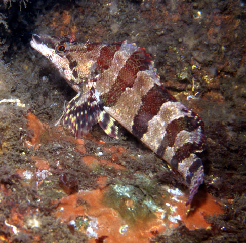 Oxylebius pictus