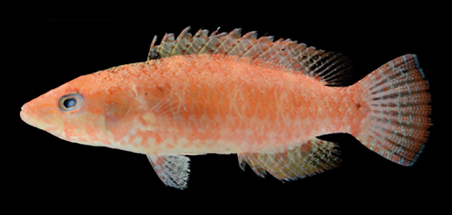 Oxycheilinus samurai