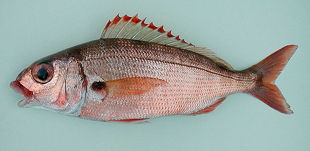 Pagellus acarne