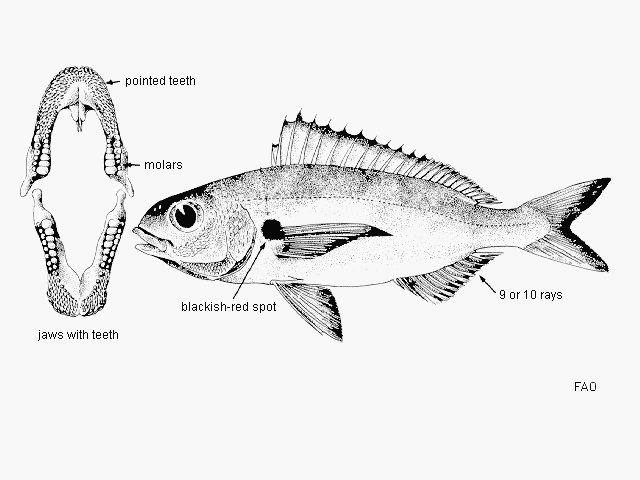 Pagellus acarne