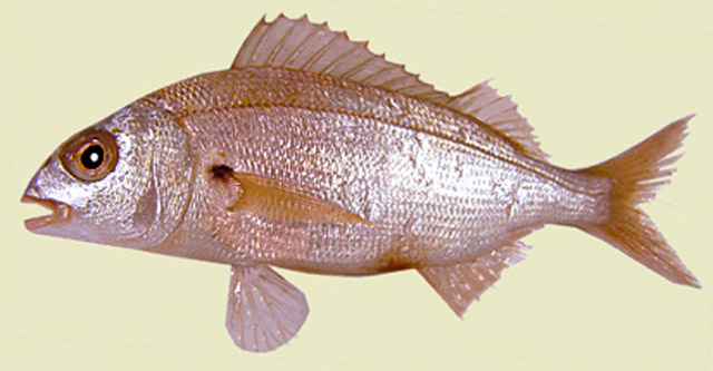 Pagellus acarne