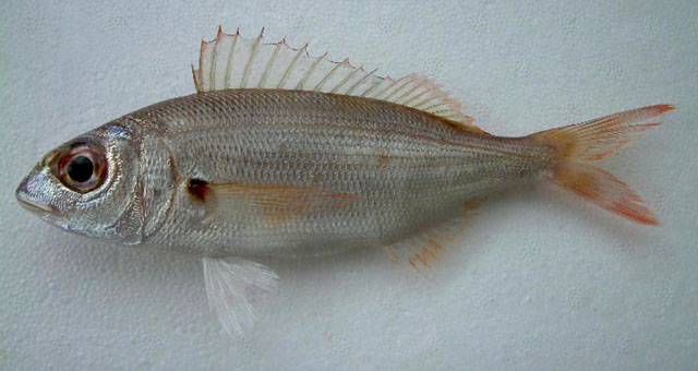 Pagellus acarne