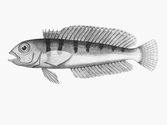 Parapercis allporti