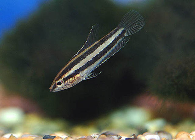 Parosphromenus anjunganensis