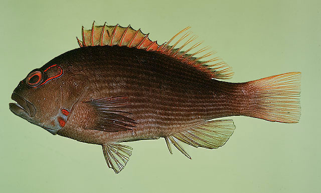 Paracirrhites arcatus