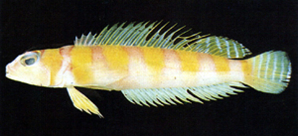 Parapercis aurantiaca