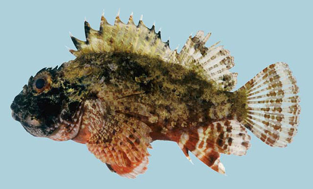 Parascorpaena aurita