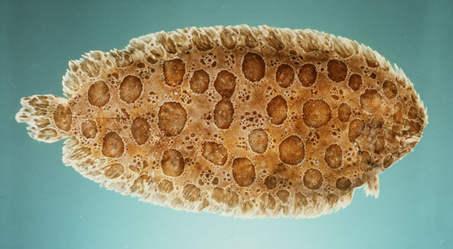 Pardachirus balius