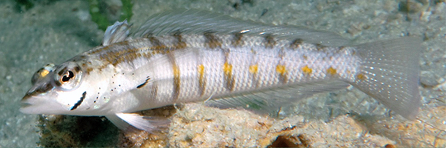 Parapercis binotata