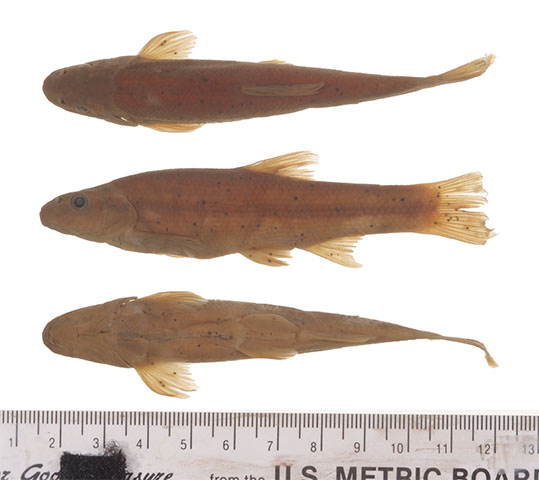 Pararhinichthys bowersi