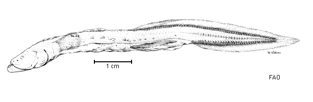 Parasciadonus brevibrachium