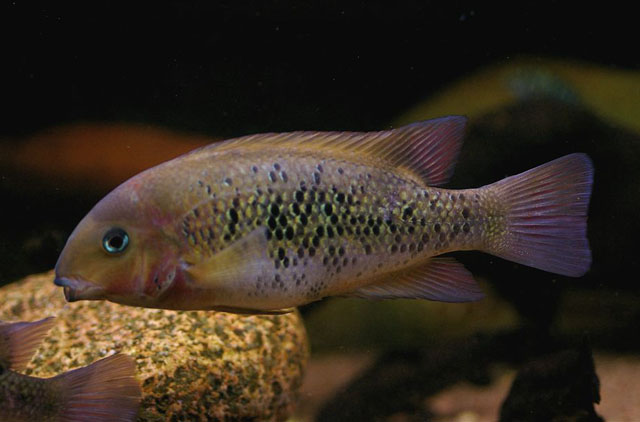 Paraneetroplus bulleri