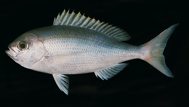 Paracaesio caerulea