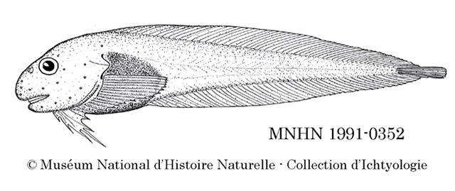 Paraliparis charcoti