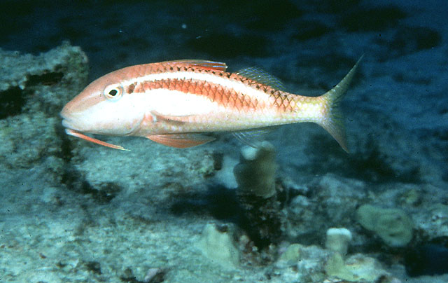 Parupeneus chrysonemus