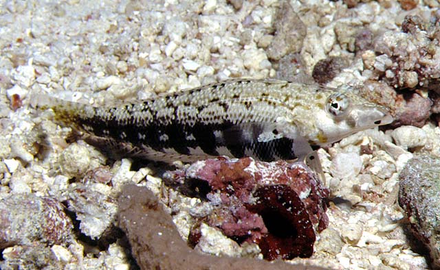 Parapercis cylindrica