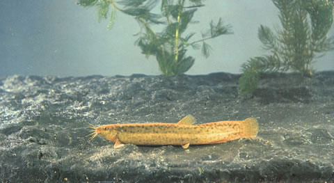 Paramisgurnus dabryanus