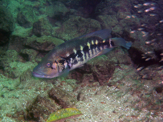 Parachromis dovii