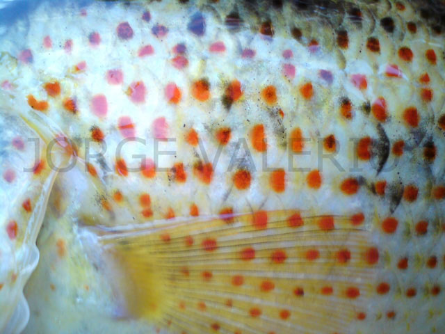 Parachromis dovii