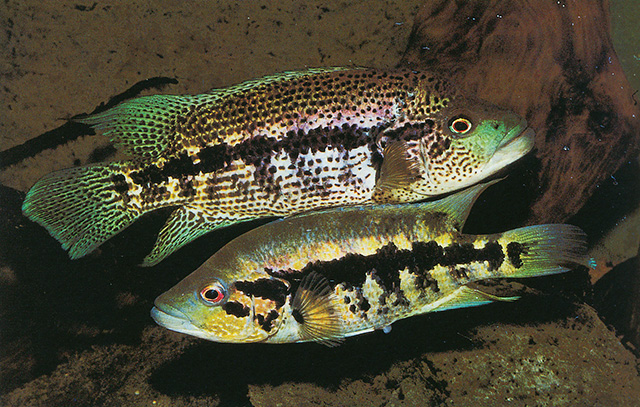 Parachromis dovii