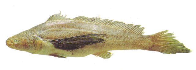 Lonchurus elegans