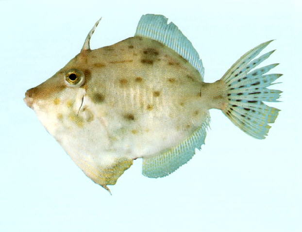 Arotrolepis filicauda