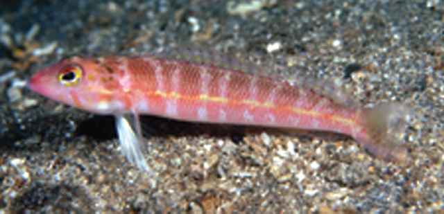 Parapercis flavolineata