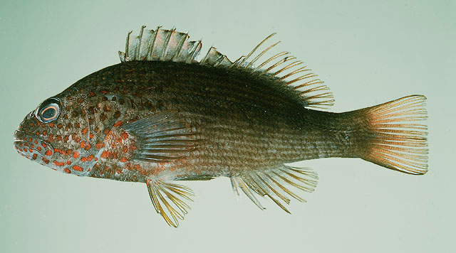 Paracirrhites forsteri